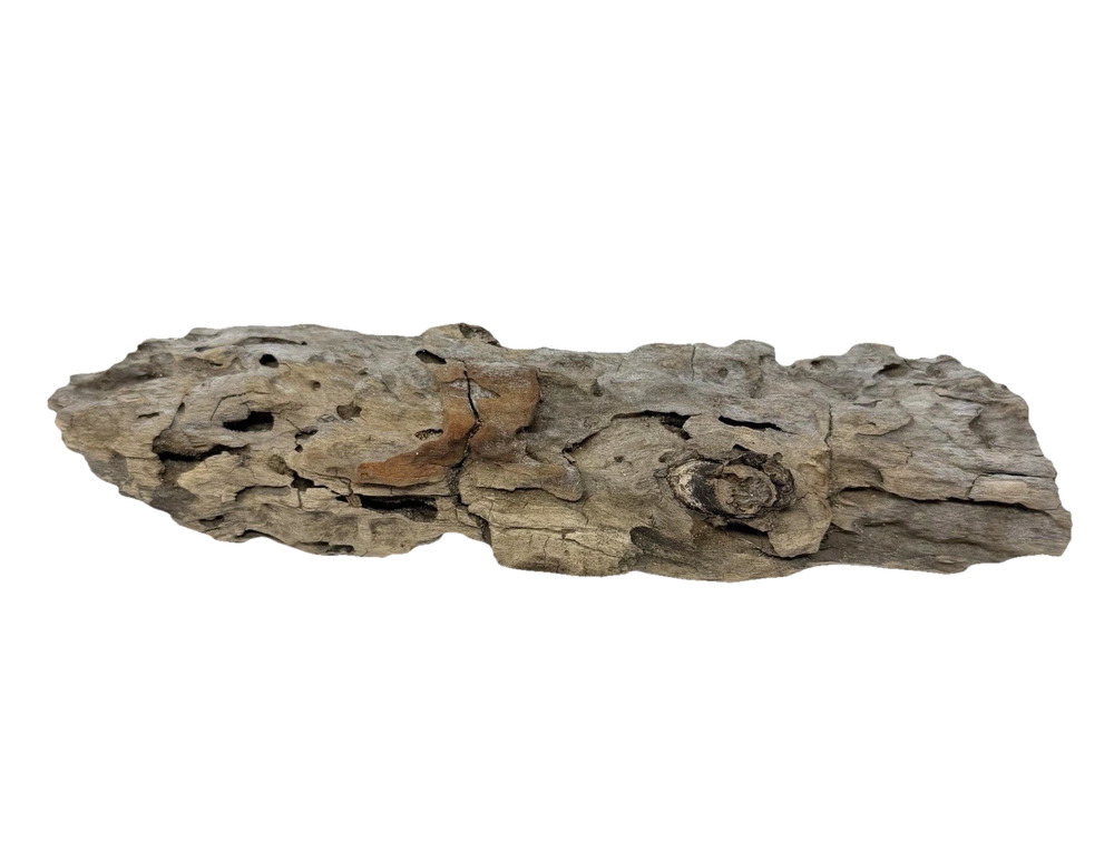 Slender California Driftwood with Knots & Weathered Grain – Natural Coastal Wood